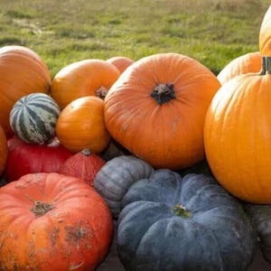 HEIRLOOM PUMPKIN SEEDS Mix Pumpkin Vegetable Seeds Pumpkin Variety Mixed Seeds Garden Vegetables Seed