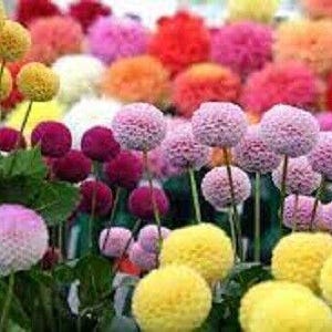 Puede incluir: Un ramo de flores de pompón de colores en tonos de rosa, morado, amarillo y blanco. Las flores están dispuestas en un jarrón y están en plena floración.