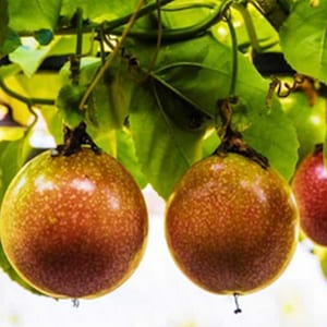 Może przedstawiać: Zbliżenie owoców męczennicy wiszących na winorośli z zielonymi liśćmi. Owoce są okrągłe, z nakrapianym brązowo-żółtym zewnętrzem. Niektóre owoce są zielone lub czerwone.