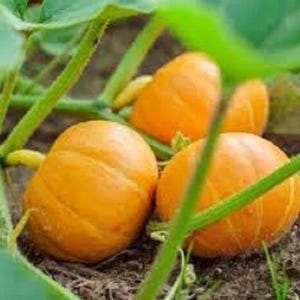 Semi di zucca Sugar Pie Semi di zucca biologici non OGM Semi di zucca Ortaggi da giardino