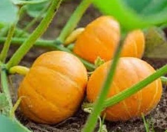 Semillas de calabaza Sugar Pie Semillas de calabaza orgánicas sin OGM Semillas de calabaza para huertos Semillas de calabaza para huertos