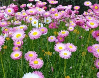 Könnte beinhalten: Ein Feld mit rosa und weißen Wildblumen mit gelben Zentren. Die Blumen stehen in voller Blüte und wachsen auf einem üppigen grünen Feld.