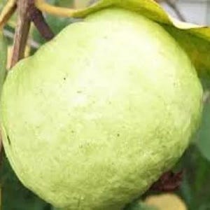 Giant Guava Seeds Sweet Fruit Seeds Kilo Guava White Psidium Guajava Rare Guava