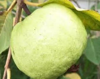 Sementes de Goiaba Gigante, Sementes de Frutas Doces, Goiaba Quilo, Goiaba Branca (Psidium Guajava), Goiaba Rara