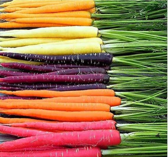 Lotto Di 500 Semi Di Carota Noce Moscata - Varietà Rara Precoce, Semi Francesi Non Trattati, Per Orto