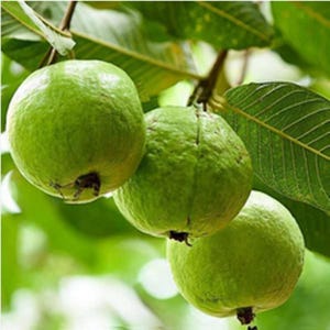 ORGANIC GUAVA SEEDS Tropical Fruit Plant Organic Guava Seeds Garden Fruit Seeds Guava Fruit Tree Seed