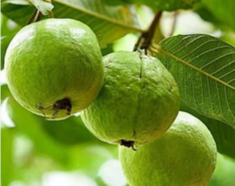 Sementes de goiaba orgânicas, planta de fruta tropical, sementes de goiaba orgânicas, sementes de frutas para jardim, sementes de goiabeira.