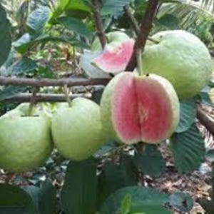 Peut inclure: Gros plan sur des goyaves sur une branche d'arbre. Les goyaves sont vertes avec un intérieur rose, et certaines sont coupées, révélant la chair rose vif. Les feuilles sont vert foncé.