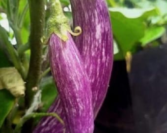GRAINES D'AUBERGINE Aubergine Améthyste Graines D'aubergine Héritage Sans OGM Printemps Été Légumes Du Jardin Graines D'Aubergine Graines Brinjal
