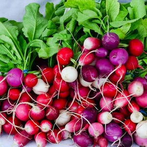 RADISH EASTER EGG Seeds Multi Color Radish Mix Seeds Vegetable Spring Summer Home Garden Vegetables Seed
