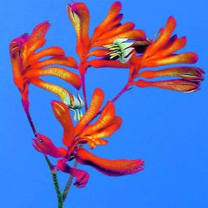Pode incluir: Um grupo de flores de pata de canguru laranja e vermelha com centros verdes e brancos sobre um fundo azul brilhante.
