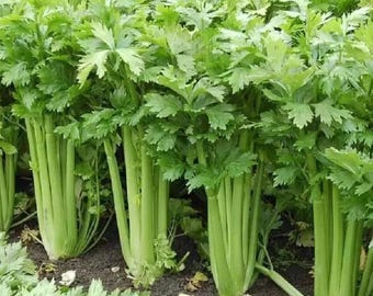 Può includere: Un campo di piante di sedano verde che crescono in file. I gambi di sedano sono alti e sottili, con foglie di un verde brillante.