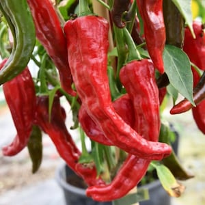 KASHMIRI CHILLI SEEDS Hot Pepper Capsicum Indian Garden Vegetable Chilli Seed Kashmiri Chili Seed Indian Spices