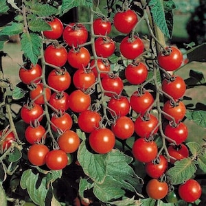 Puede incluir: Primer plano de una vid cargada de tomates cherry rojo brillante. Los tomates están agrupados en la vid, creando una exhibición vibrante y colorida.