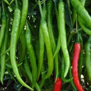 Teja Chilli Seeds Hot Spicy Indian Chilli Chili Vegetable Seeds Chilli Teja Seed Garden Vegetable Spices Seed
