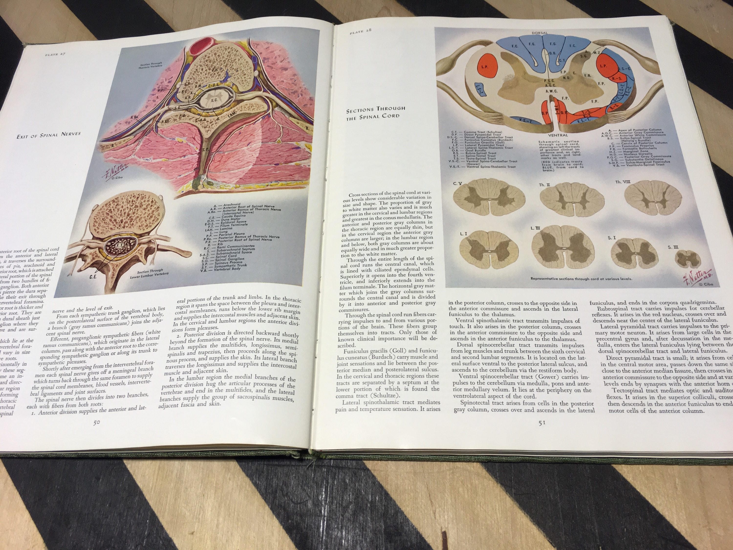 The CIBA Collection of Medical Illustrations Volume I Nervous System