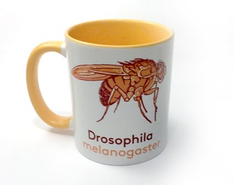 Drosophila Model Organism Tasse