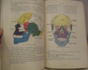 1948 Textbook of Anatomy & Physiology by Kimber,Human Anatomy Textbook,anatomy diagrams,medical student,anatomy graphics,nursing student