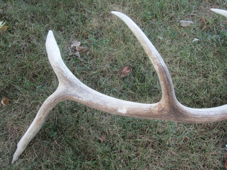 Elk Shed,natural elk antler,antler,hunting cabin,hunting decor,antler display rack,photo prop,man cave,rustic cabin decor,craft antler