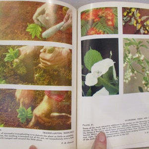 Puede incluir: Dos p&aacute;ginas de un libro de jardiner&iacute;a que muestran c&oacute;mo trasplantar pl&aacute;ntulas. La primera p&aacute;gina muestra un primer plano de manos trasplantando una pl&aacute;ntula. La segunda p&aacute;gina muestra cuatro &aacute;rboles y arbustos con flores diferentes. El texto de la segunda p&aacute;gina dice: "&Aacute;RBOLES Y ARBUSTOS FLORIDOS. Algunas de las adiciones m&aacute;s atractivas al jard&iacute;n son los &aacute;rboles y arbustos con flores. En la parte superior izquierda est&aacute; el &aacute;rbol de seda, Albizzia Julibrissin. En la parte superior derecha est&aacute; una de las formas de Berberis que produce atractivas flores amarillas.  Debajo, a la izquierda, est&aacute; el hermoso Cornus florida, el cornejo de floraci&oacute;n oriental, y, a la derecha, el Euonymus alata, el arbusto llamativamente hermoso que produce atractivas bayas rojas. Debajo, la campanulata que produce flores llamativas en oto&ntilde;o.  T. H. Everett."