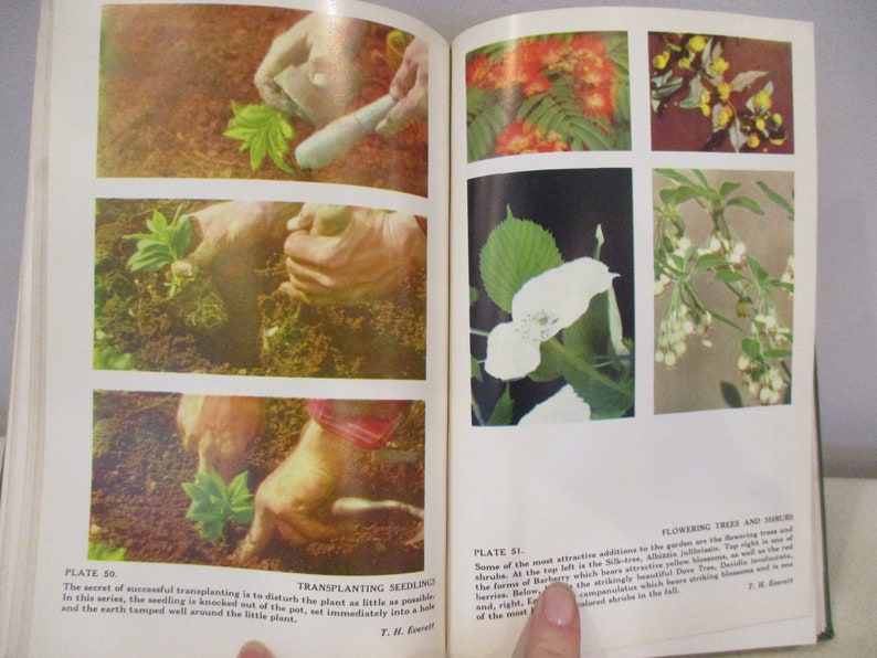 Puede incluir: Dos p&aacute;ginas de un libro de jardiner&iacute;a que muestran c&oacute;mo trasplantar pl&aacute;ntulas. La primera p&aacute;gina muestra un primer plano de manos trasplantando una pl&aacute;ntula. La segunda p&aacute;gina muestra cuatro &aacute;rboles y arbustos con flores diferentes. El texto de la segunda p&aacute;gina dice: "&Aacute;RBOLES Y ARBUSTOS FLORIDOS. Algunas de las adiciones m&aacute;s atractivas al jard&iacute;n son los &aacute;rboles y arbustos con flores. En la parte superior izquierda est&aacute; el &aacute;rbol de seda, Albizzia Julibrissin. En la parte superior derecha est&aacute; una de las formas de Berberis que produce atractivas flores amarillas.  Debajo, a la izquierda, est&aacute; el hermoso Cornus florida, el cornejo de floraci&oacute;n oriental, y, a la derecha, el Euonymus alata, el arbusto llamativamente hermoso que produce atractivas bayas rojas. Debajo, la campanulata que produce flores llamativas en oto&ntilde;o.  T. H. Everett."