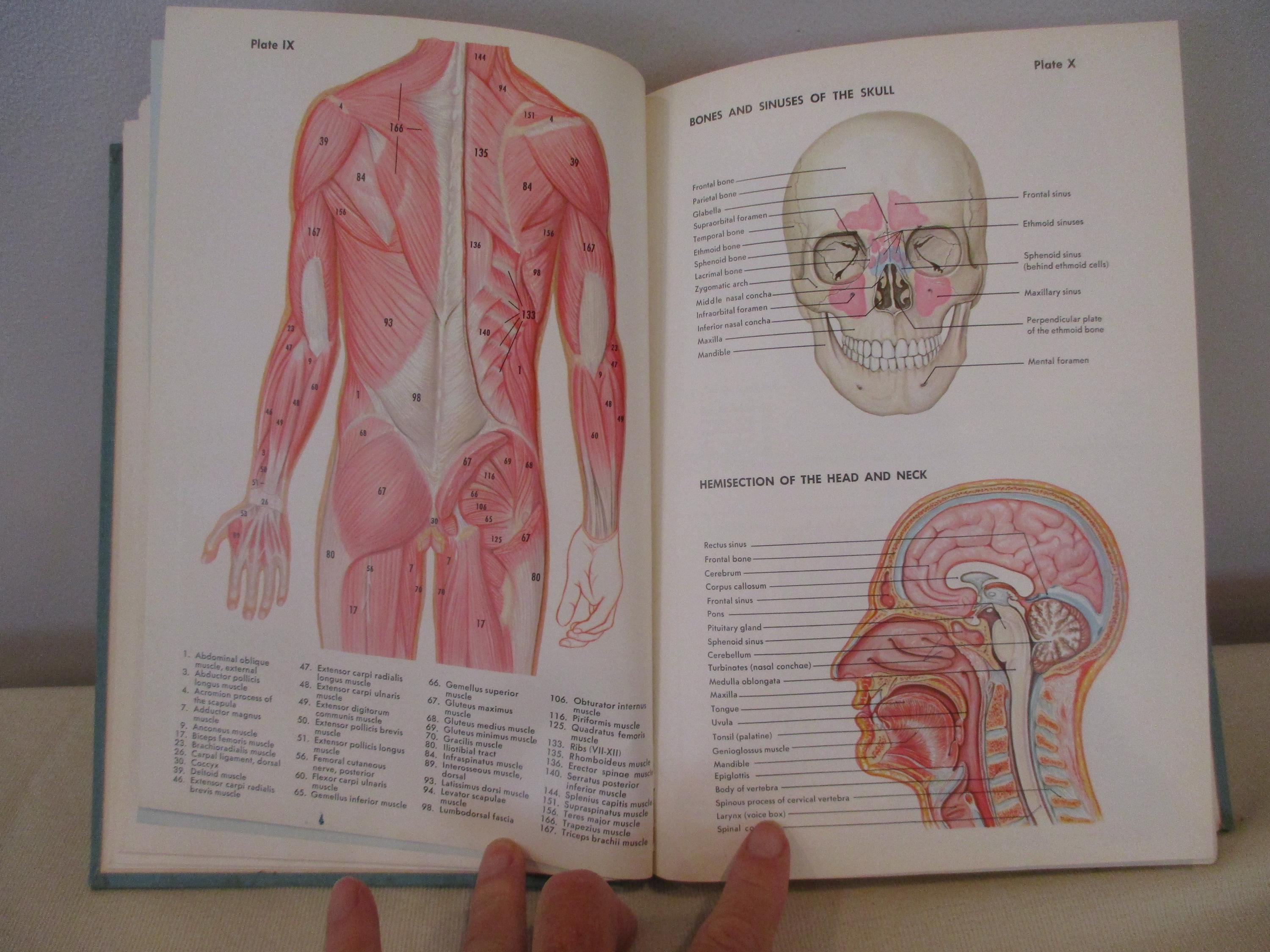 1968 Introduction to Human Anatomyfrancis,human Anatomy Textbook ...