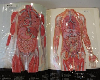 1968 Introduction to Human AnatomyFrancis,Human Anatomy Textbook,anatomy diagrams,nursing education,medical diagrams,physiology