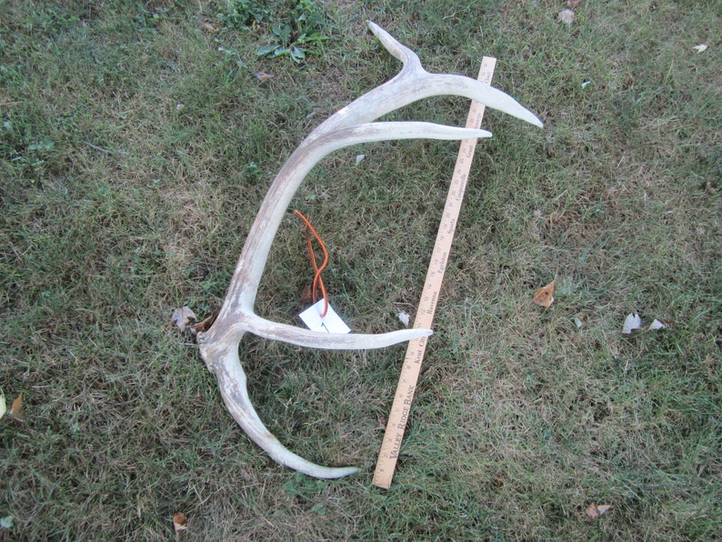Elk Shed,natural elk antler,antler,hunting cabin,hunting decor,antler display rack,photo prop,man cave,rustic cabin decor,craft antler