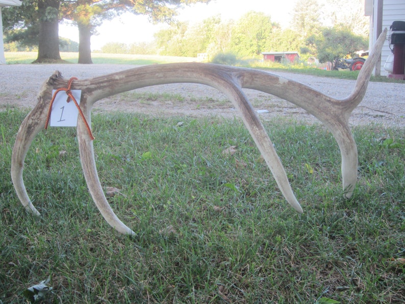 Elk Shed,natural elk antler,antler,hunting cabin,hunting decor,antler display rack,photo prop,man cave,rustic cabin decor,craft antler