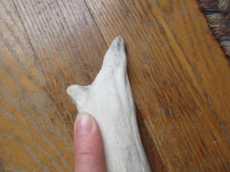 Elk Shed,natural elk antler,antler,hunting cabin,hunting decor,antler display rack,photo prop,man cave,rustic cabin decor,craft antler
