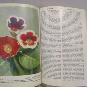 Puede incluir: Una p&aacute;gina de un libro con una imagen de una flor roja y blanca. El texto en la p&aacute;gina dice "RICHLY COLORED GLOXINIA. Ordinarily grown in the greenhouse, Gloxinia can be grown in the garden in warm climates or used as potted plants in northern gardens."
