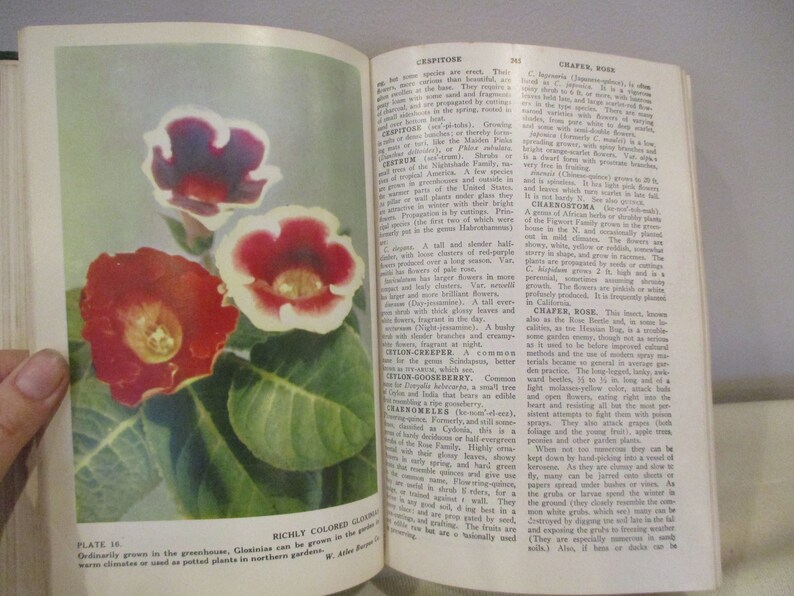 Puede incluir: Una p&aacute;gina de un libro con una imagen de una flor roja y blanca. El texto en la p&aacute;gina dice "RICHLY COLORED GLOXINIA. Ordinarily grown in the greenhouse, Gloxinia can be grown in the garden in warm climates or used as potted plants in northern gardens."