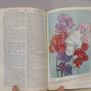 Puede incluir: Una p&aacute;gina de un libro antiguo sobre jardiner&iacute;a, que muestra una imagen de cerca de un ramo de guisantes de olor en varios tonos de rosa, rojo y blanco. El texto de la p&aacute;gina trata sobre la historia y el cultivo de los guisantes de olor.