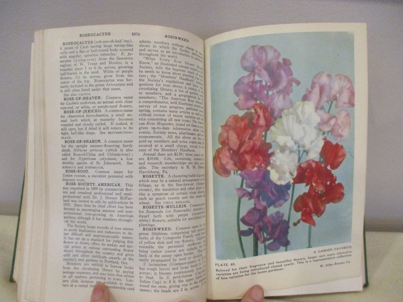 Puede incluir: Una p&aacute;gina de un libro antiguo sobre jardiner&iacute;a, que muestra una imagen de cerca de un ramo de guisantes de olor en varios tonos de rosa, rojo y blanco. El texto de la p&aacute;gina trata sobre la historia y el cultivo de los guisantes de olor.