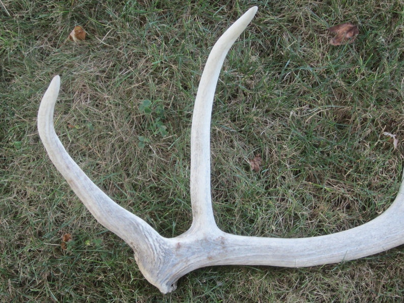 Elk Shed,natural elk antler,antler,hunting cabin,hunting decor,antler display rack,photo prop,man cave,rustic cabin decor,craft antler
