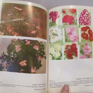 Puede incluir: Dos p&aacute;ginas de un libro sobre rosas. La p&aacute;gina izquierda muestra dos fotos de rosas rosas. La p&aacute;gina derecha muestra nueve fotos de rosas de diferentes colores. El texto de la p&aacute;gina dice "L&aacute;mina 40. Dos ejemplos m&aacute;s de la gran variedad de especies de rosas son Rosa Multifolia, que se muestra en la parte superior, y Rosa Rubrifolia, en la parte inferior. M&aacute;s especies de rosas. Rubbank y Atkins." y "L&aacute;mina 41. Rosales trepadores y rosales enredaderas. La distinci&oacute;n entre los rosales trepadores y los rosales enredaderas es principalmente el tama&ntilde;o de las flores. Aqu&iacute; hay nueve viejos favoritos: 1. American Pillar; 2. Climbing American Beauty; 3. Hiawatha; 4. Tausendschon; 5. Paul's Scarlet Climber; 6. Gardenia; 8. Excelsa; 9. Christine Wright. Rubbank y Atkins."