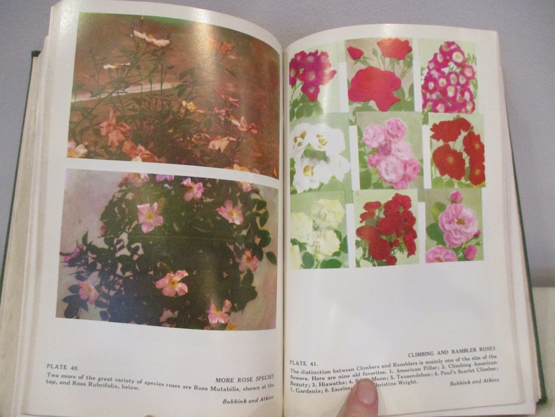 Puede incluir: Dos p&aacute;ginas de un libro sobre rosas. La p&aacute;gina izquierda muestra dos fotos de rosas rosas. La p&aacute;gina derecha muestra nueve fotos de rosas de diferentes colores. El texto de la p&aacute;gina dice "L&aacute;mina 40. Dos ejemplos m&aacute;s de la gran variedad de especies de rosas son Rosa Multifolia, que se muestra en la parte superior, y Rosa Rubrifolia, en la parte inferior. M&aacute;s especies de rosas. Rubbank y Atkins." y "L&aacute;mina 41. Rosales trepadores y rosales enredaderas. La distinci&oacute;n entre los rosales trepadores y los rosales enredaderas es principalmente el tama&ntilde;o de las flores. Aqu&iacute; hay nueve viejos favoritos: 1. American Pillar; 2. Climbing American Beauty; 3. Hiawatha; 4. Tausendschon; 5. Paul's Scarlet Climber; 6. Gardenia; 8. Excelsa; 9. Christine Wright. Rubbank y Atkins."