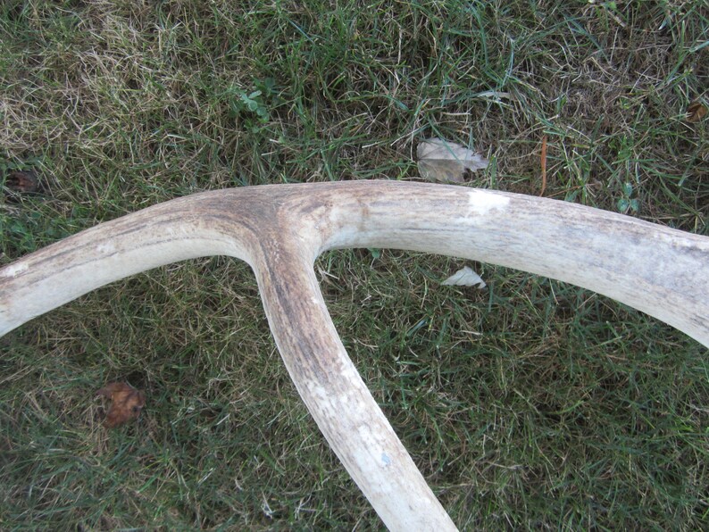 Elk Shed,natural elk antler,antler,hunting cabin,hunting decor,antler display rack,photo prop,man cave,rustic cabin decor,craft antler