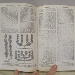 Puede incluir: Un primer plano de una p&aacute;gina de un libro sobre jardiner&iacute;a. La p&aacute;gina presenta ilustraciones en blanco y negro de &aacute;rboles y texto sobre eucalipto, euchamidium, eucharis, euonymus y eugenia.