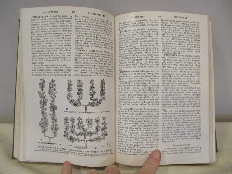 Puede incluir: Un primer plano de una p&aacute;gina de un libro sobre jardiner&iacute;a. La p&aacute;gina presenta ilustraciones en blanco y negro de &aacute;rboles y texto sobre eucalipto, euchamidium, eucharis, euonymus y eugenia.