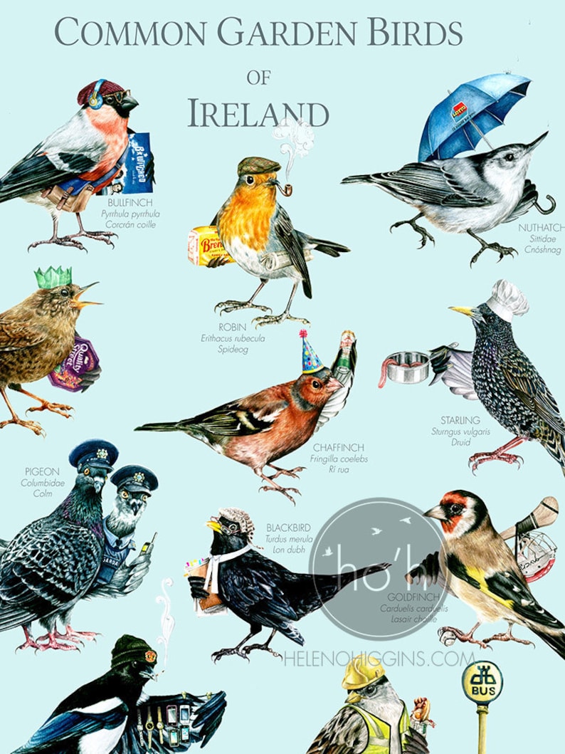 Common Garden Birds of Ireland A3 Art Print Illustration Painting Digital Print Birds zdjęcie 4