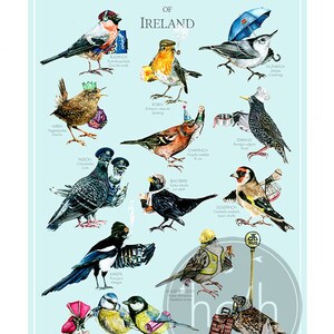 Common Garden Birds of Ireland A3 Art Print Illustration Painting Digital Print Birds zdjęcie 1