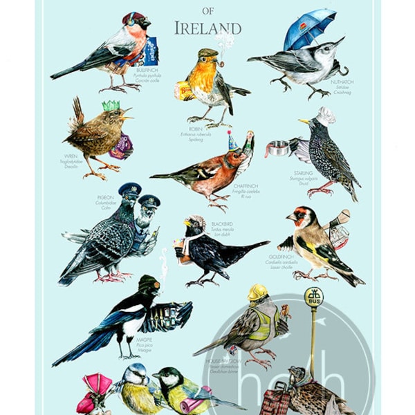 Common Garden Birds of Ireland • A3 Art Print - Illustration - Painting - Digital Print - Birds