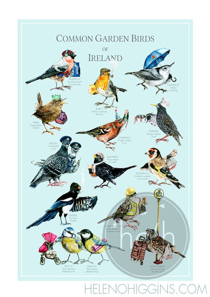 Common Garden Birds of Ireland A3 Art Print Illustration Painting Digital Print Birds zdjęcie 1