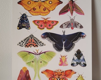 Moth Insect Art Print by Headspace Illustrations