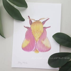 insect bug Mexican kite Butterfly Art PRINT Still Life- Original Oil Painting bathroom hallway art moth