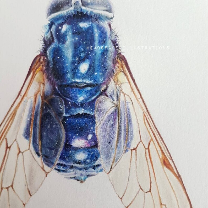 Fly Colored ORIGINAL 8x10 Fly Colored Pencil Art by Headspace Illustrations - Etsy