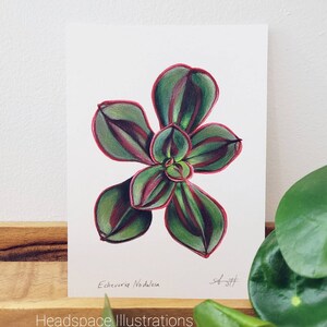 ORIGINAL 5x7 Cactus Plant Colored Pencil Art by Headspace Illustrations