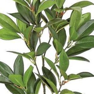 Puede incluir: Primer plano de un tallo de planta verde con hojas y múltiples ramas. Las hojas son de un color verde vibrante, algunas muestran tonos más oscuros. La planta tiene una apariencia natural y realista, adecuada para la decoración del hogar o arreglos florales.