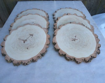 10"-12" Birch Wood Slice , 10-12 inch wood slice